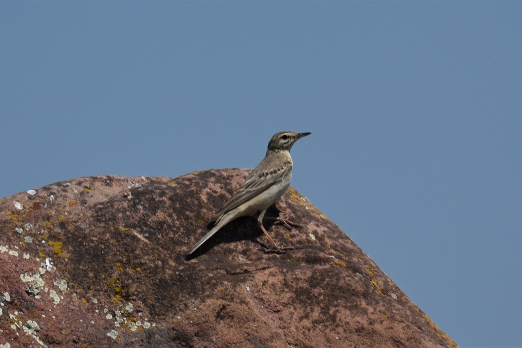 Tawny Pipit